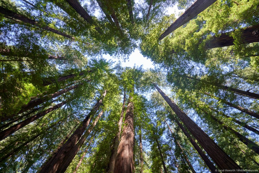 Looking up in to the tree canopy in Humboldt Redwoods State Forest